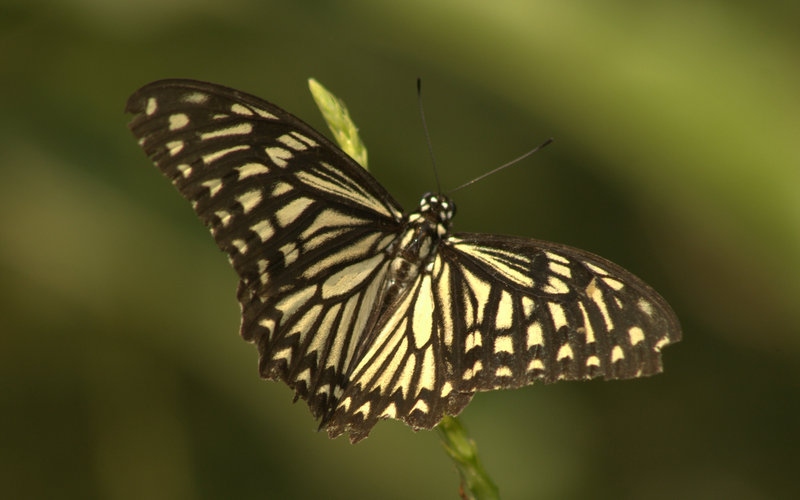 Common Mime